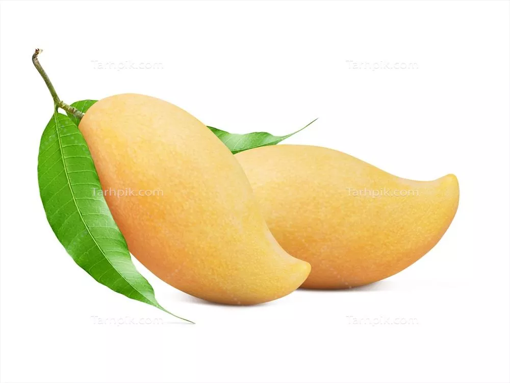 مچو زرد رسیده با برگ سبز، عکاسی روی پسزمینه سفید و برش اختصاصی