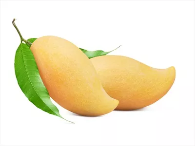 مچو زرد رسیده با برگ سبز، عکاسی روی پسزمینه سفید و برش اختصاصی