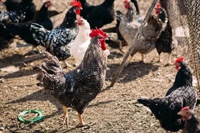 مرغ و جوجهها در مزرعه در اوایل بهار در یک روز آفتابی