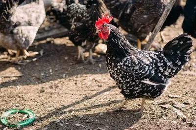 مرغ و جوجهها در یک مزرعه در اوایل بهار در یک روز آفتابی