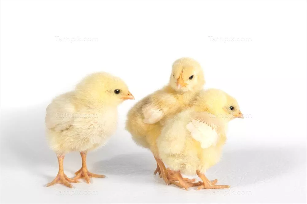 سه جوجه تیغی عید پاک در کنار یکدیگر ایستادهاند