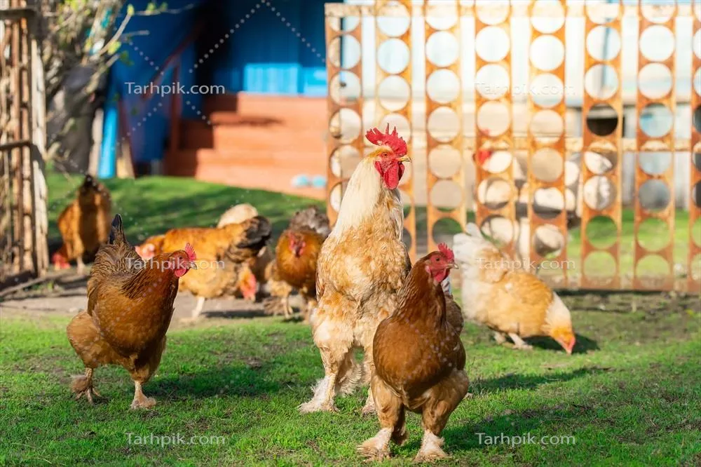 طبیعت پرورش مرغ و خروس: دنیای رنگارنگ ماکیان در مزارع