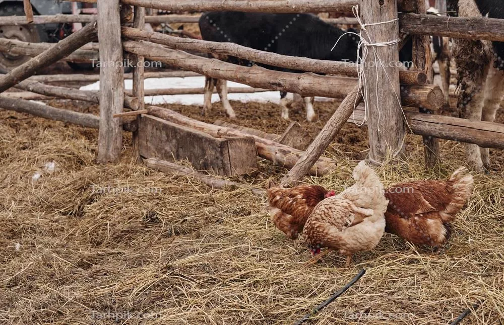 مرغ قرمز و گاو در مزرعه: داستانی از زندگی روستایی و دامداری