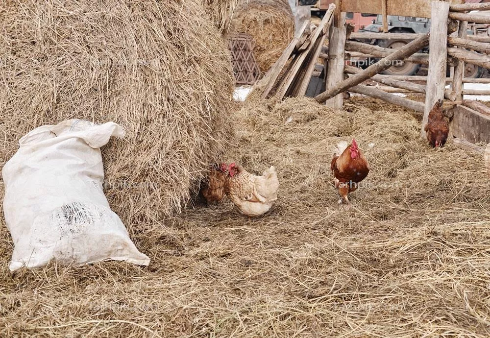 زندگی روستایی در بهار: مرغ و خروس در مرتع و چراگاه
