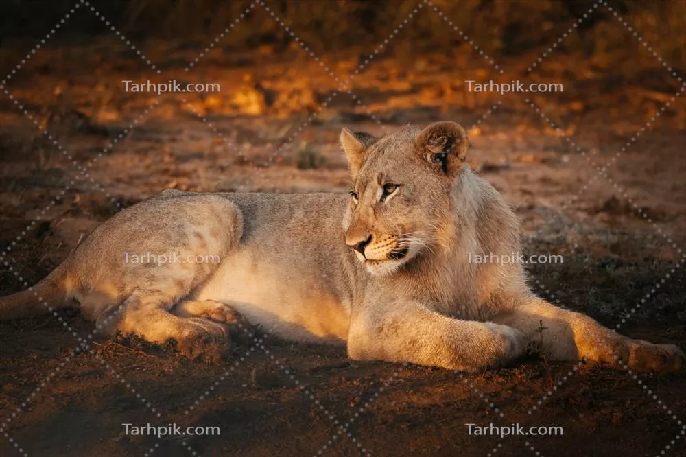 پرتره بچه شیر ماده در غروب: زیبایی طبیعی و وحشیانه