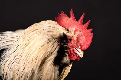 پرتره نزدیک از خروس فاورولز با پس‌زمینه جدا