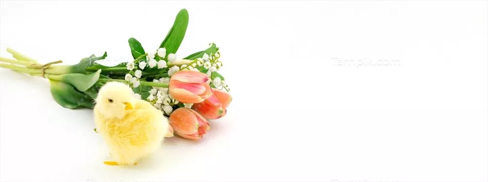 بنر زرد رنگ با مرغ و دستهای از نرگسهای نارنجی برای تبریک عید پاک و روز مادر
