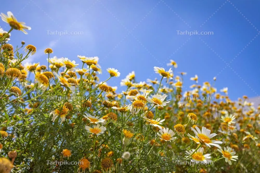 تضاد زیبای گل‌های داستی در بهار با آسمان آبی و تابش آفتاب در طبیعتی دلنشین