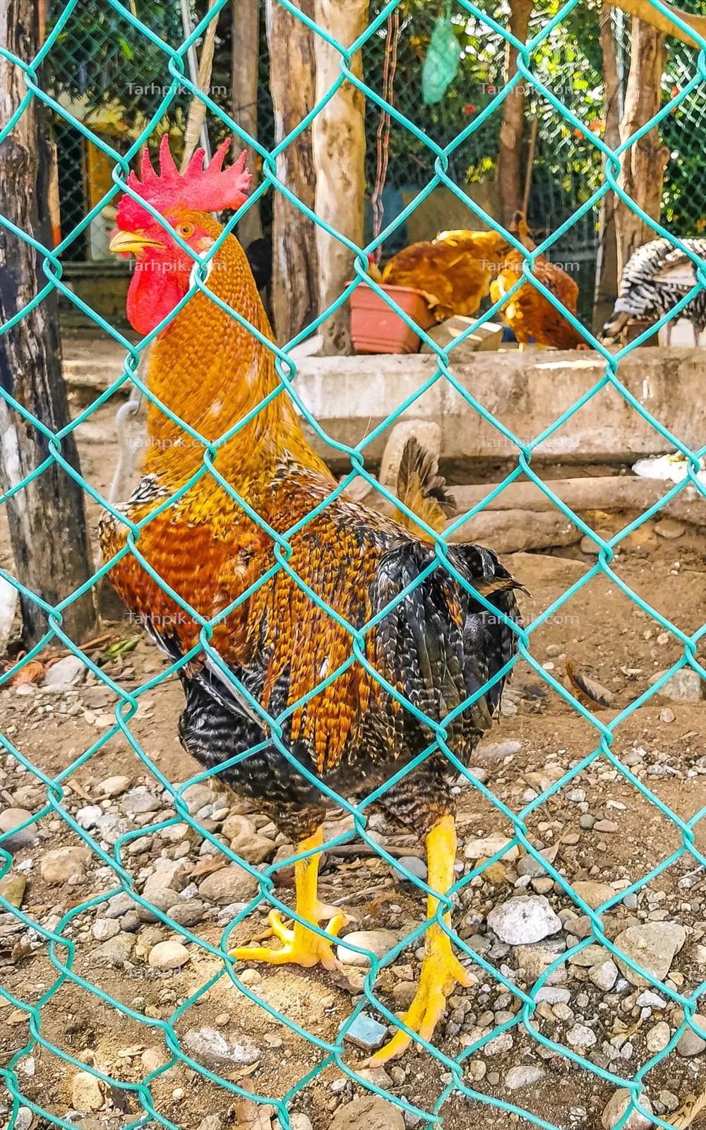 مرغ و جوجه ها در پشت حصار در puerto escondido مکزیک