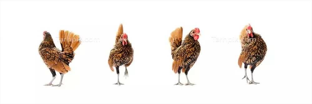 چهار مرغ قهوهای سبارت در نور استودیو بر روی پسزمینه سفید