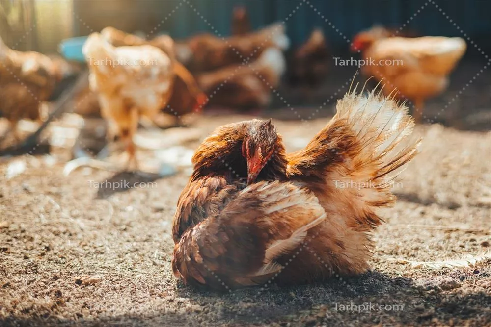 مرغ قرمز در مرتع یک مزرعه: زیبایی طبیعی و زندگی روستایی