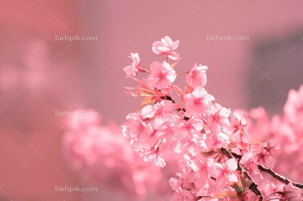 تصویر گل‌های شکوفه گیلاس در رنگ‌های پاستلی نرم در پس‌زمینه‌ای معBlur طبیعی در یک روز بهاری