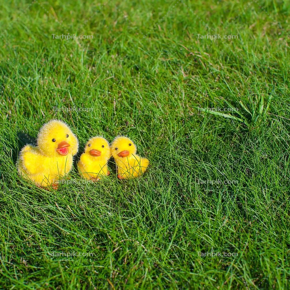 تصویری نزدیک از جوجه‌های زرد در تعطیلات عید پاک