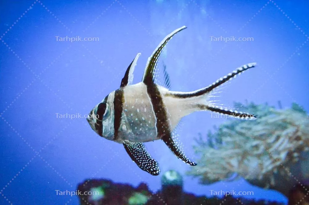 ماهی کاردینال بنگای در حال شنا کردن در زیر آب