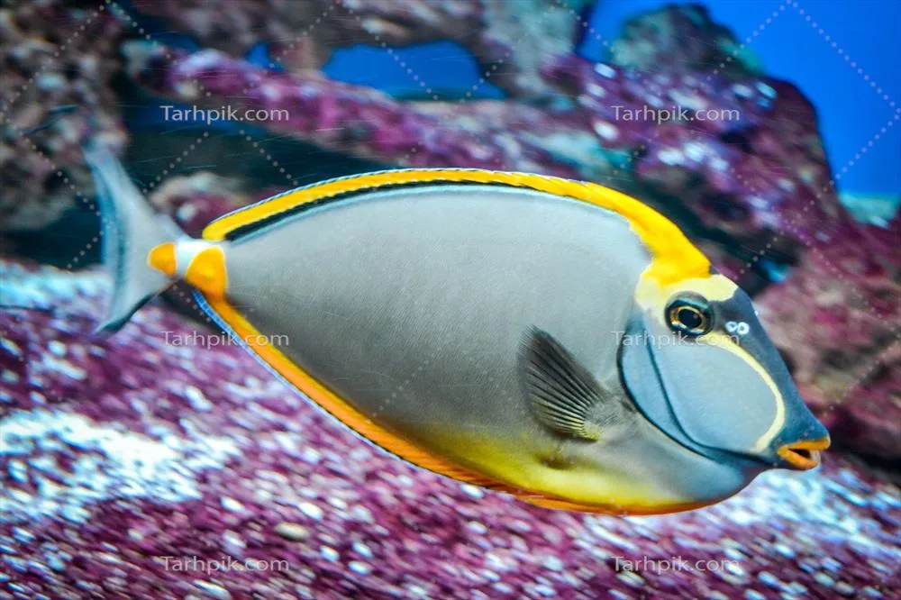 ماهی نازو تانگ استوایی با رنگ خاکستری و زرد زیبا