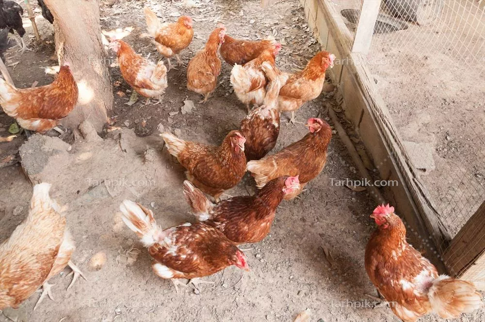 مرغ مادر با جوجههایش در یک مزرعه زیبا و طبیعی