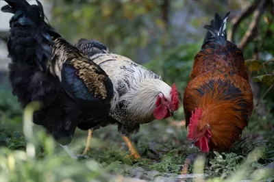 مرغ و خروس های زیبا در فضای باز حیاط خود را به نمایش می‌گذارند