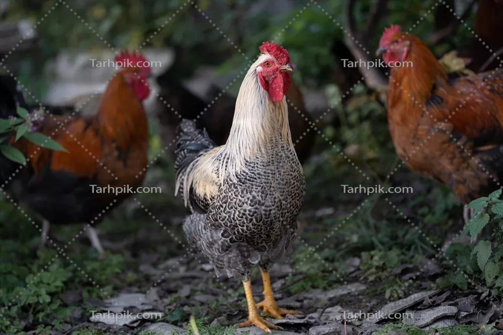 عکس های زیبا از مرغ ها و خروس های خوش رنگ در محیط حیاط