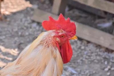 تصویر نزدیکی از مرغ و خروس با جزئیات زیبا و دقیق