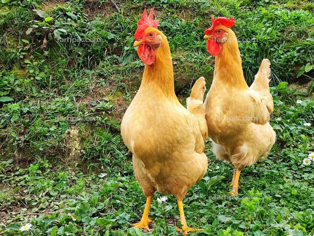 پرتره خروس در حال نگاه کردن به شما با جزئیات زیبا و جذاب