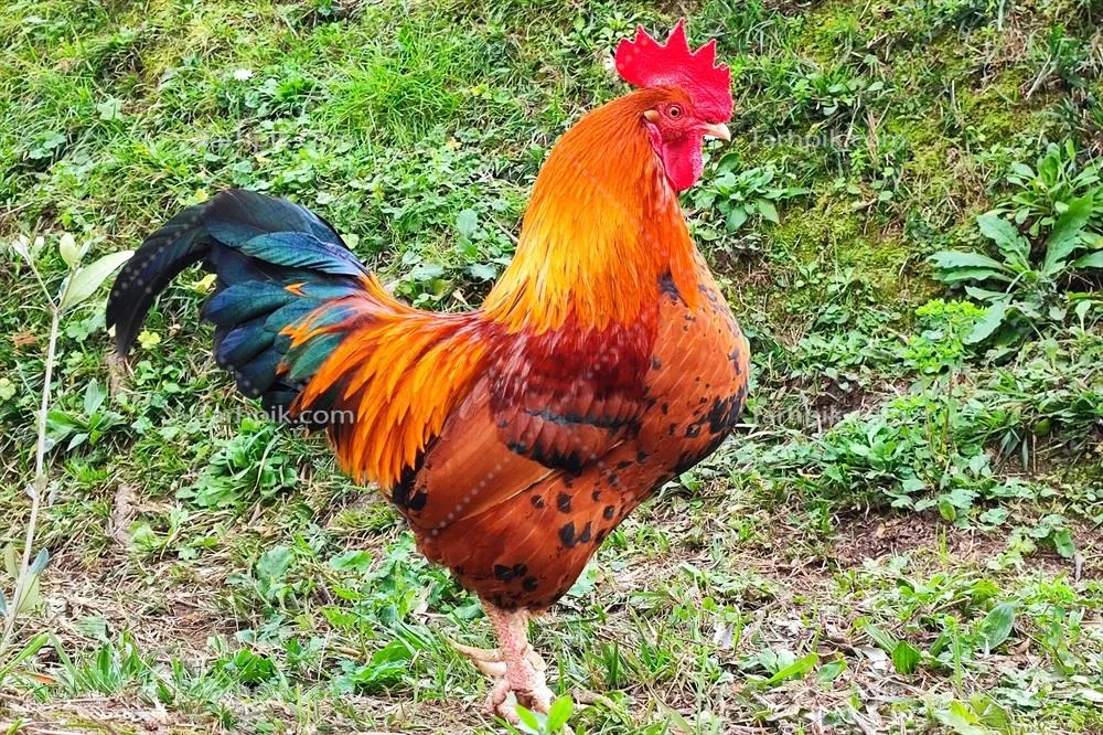 پرتره مرغ و خروس: نگاهی به چشمان زیبا و خاص آنها