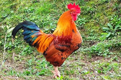 پرتره مرغ و خروس: نگاهی به چشمان زیبا و خاص آنها