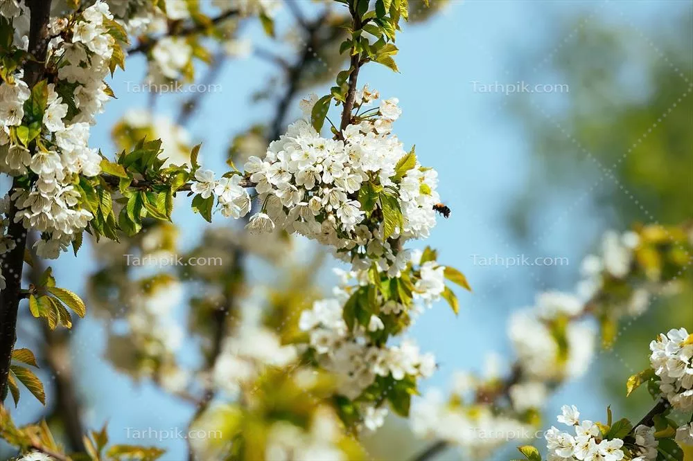 تصویر پانورامیک از شاخههای درخت گلابی گلدار با پسزمینه آسمان آبی و سبزی درخت در بهار