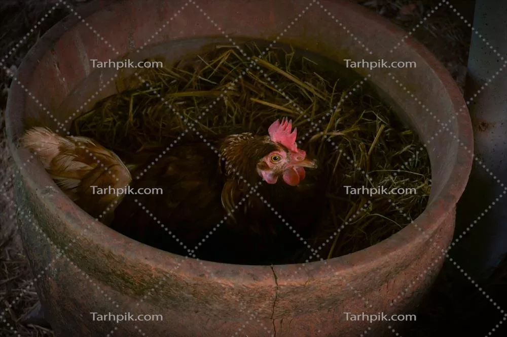 مرغ مادری و جوجه ها در دامنه یک مزرعه ارگانیک با مرغ های تخمگذار