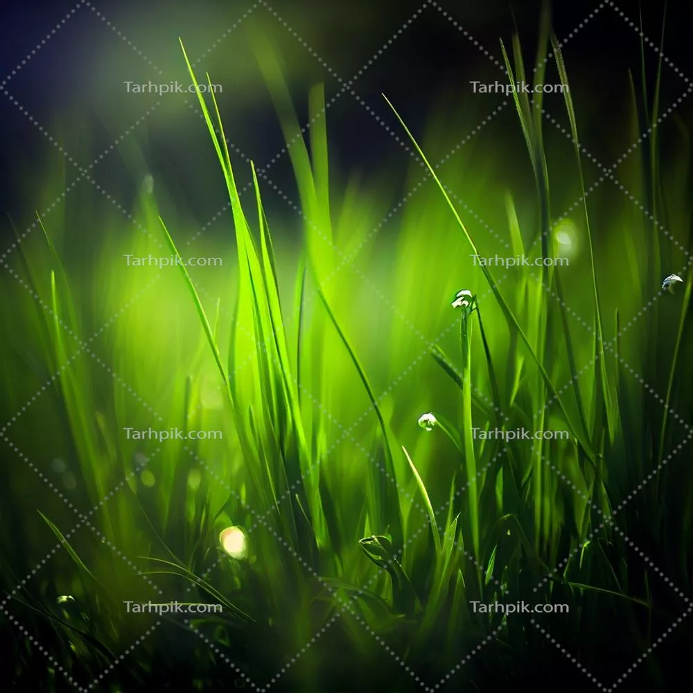 تصویر انتزاعی با بافت زیبا از چمن سبز و قطرات شبنم در پس‌زمینه بوکه طبیعی