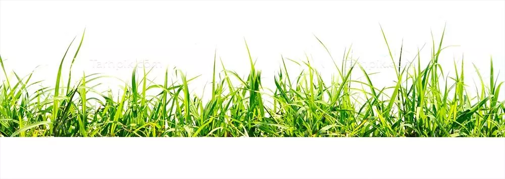چمن سبز بر روی پسزمینه سفید - زیبایی طبیعی و سادگی