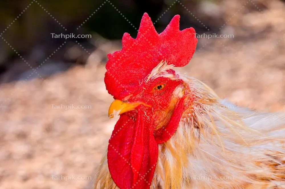 تصویری نزدیک از مرغ: زیبایی و جزئیات پر و رنگ آن