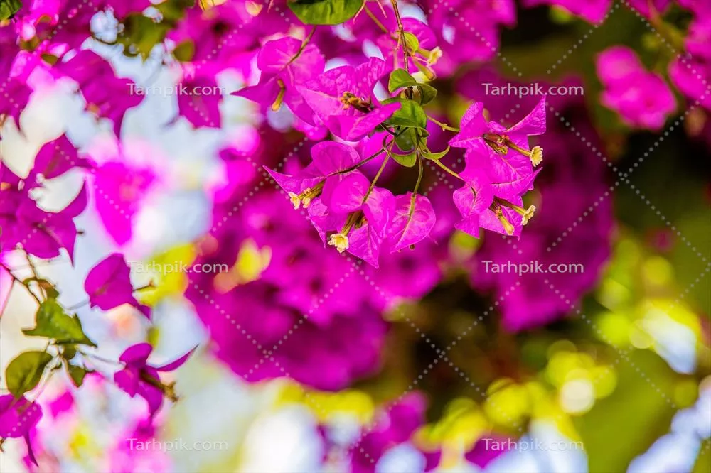 گل بوگنویلیا صورتی ظریف بر روی درخت در یک روز گرم بهاری