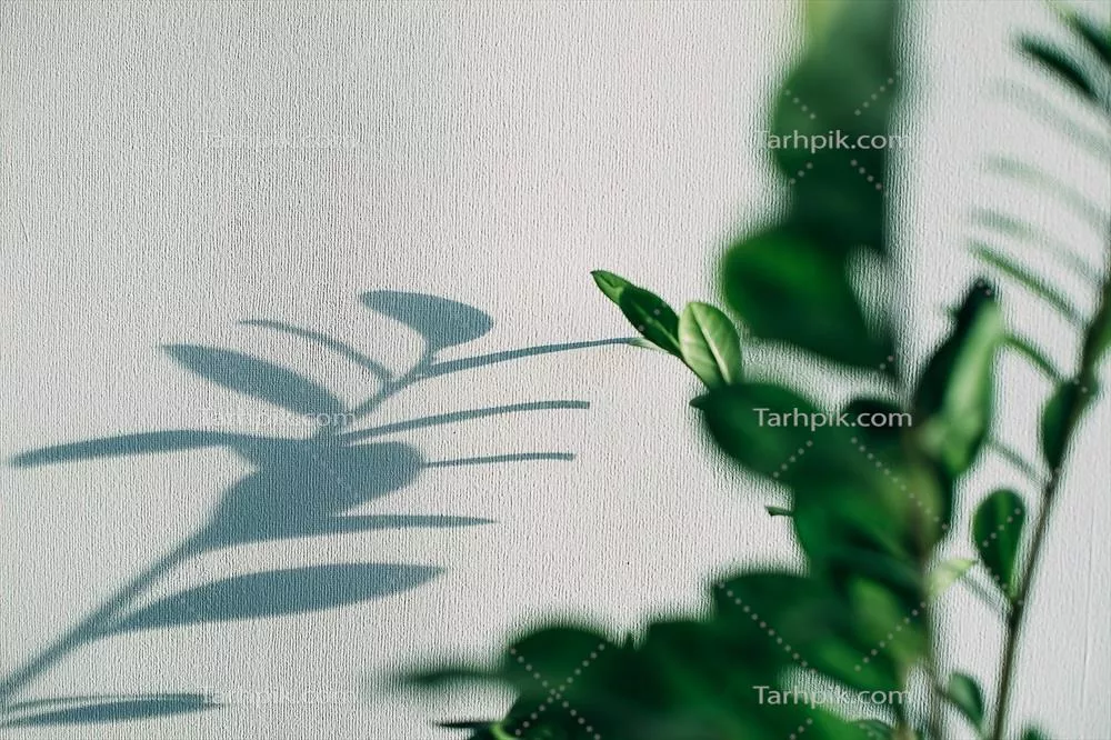 شکوفهها و سایههای گلدانهای گیاهی بر روی دیوار با پسزمینهی خاکستری - طراحی انتزاعی