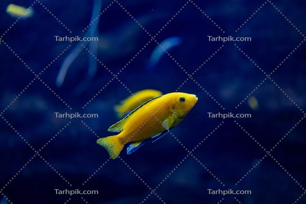 ماهیان کوچک در آکواریوم باغ وحش زاراگوزا در اسپانیا با پس زمینه تیره