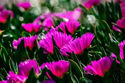 تصویر نزدیک از گل بنفش ظریف بهاری در میان برگهای سبز به عنوان زمینه