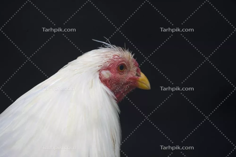 پرتره ای از مرغ سفید با جزییات زیبا و طبیعی