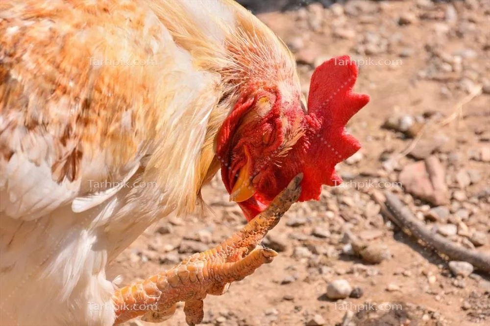 پسزمینه خلاقانه با تصویر مرغی زیبا و جذاب