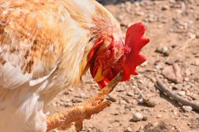 پسزمینه خلاقانه با تصویر مرغی زیبا و جذاب