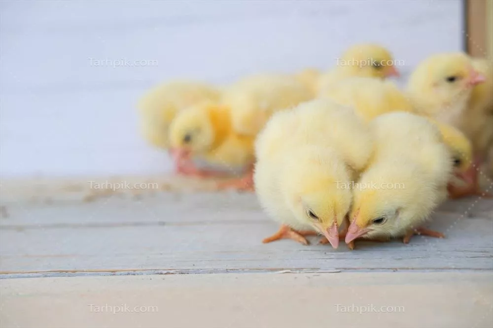 تصویر نمای نزدیک از گروهی از جوجه های زرد زیبا بر روی زمین