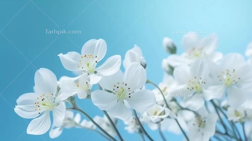 تصویرسازی گلهای بهاری سفید بر روی زمینه آبی با استفاده از هوش مصنوعی
