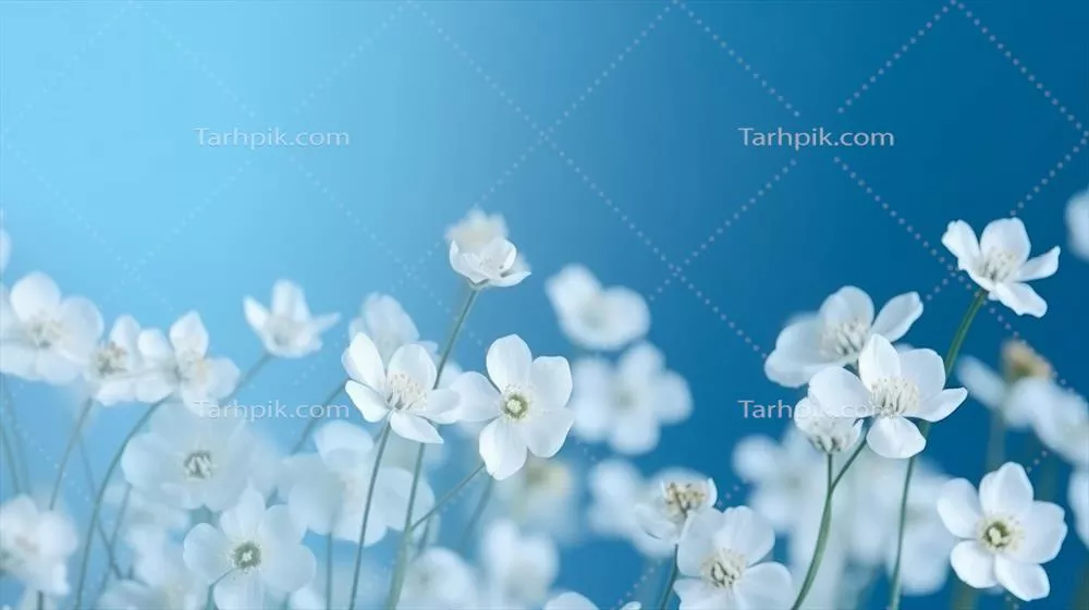 تصویری زیبا از گلهای بهاری سفید بر روی پسزمینه آبی با طراحی هوش مصنوعی