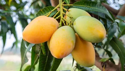 تصویری زیبا از درخت انبه با میوههای آویزان بر روی یک میز چوبی روستایی