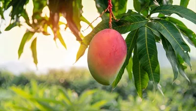 تصویر میوه انبه آویزان بر روی درخت در کنار یک میز چوبی روستایی