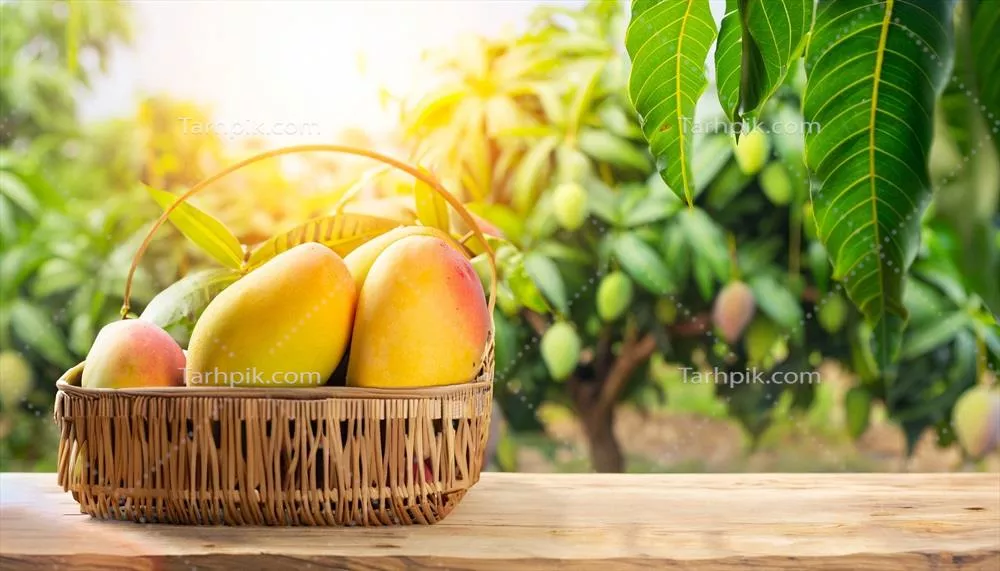 تصویری جذاب از میوه انبه آویزان بر روی درختی همزمان با یک میز چوبی روستایی