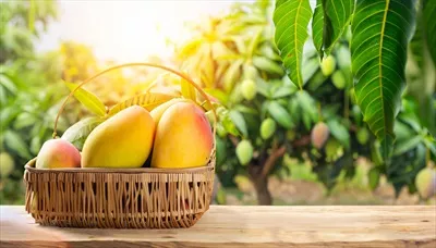 تصویری جذاب از میوه انبه آویزان بر روی درختی همزمان با یک میز چوبی روستایی