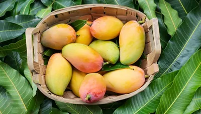 نقاشی زیبا از درخت انبه با میوه های آویزان بر روی یک میز چوبی روستایی