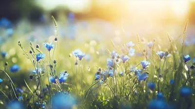 پسزمینه بهاری با گلهای آبی و نور خورشید بر روی آن