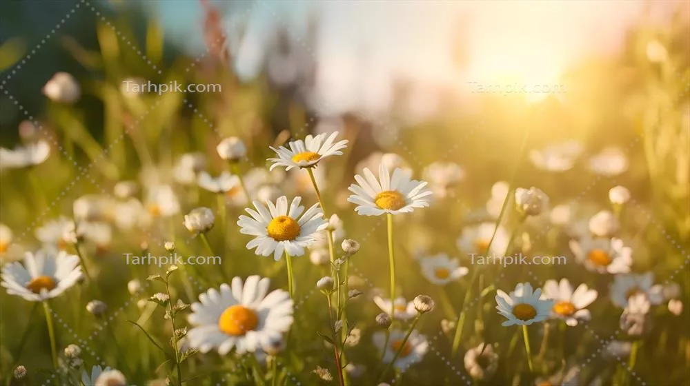 گلهای بابونه در دشت تابستانی یا بهاری با فناوری هوش مصنوعی تولیدی