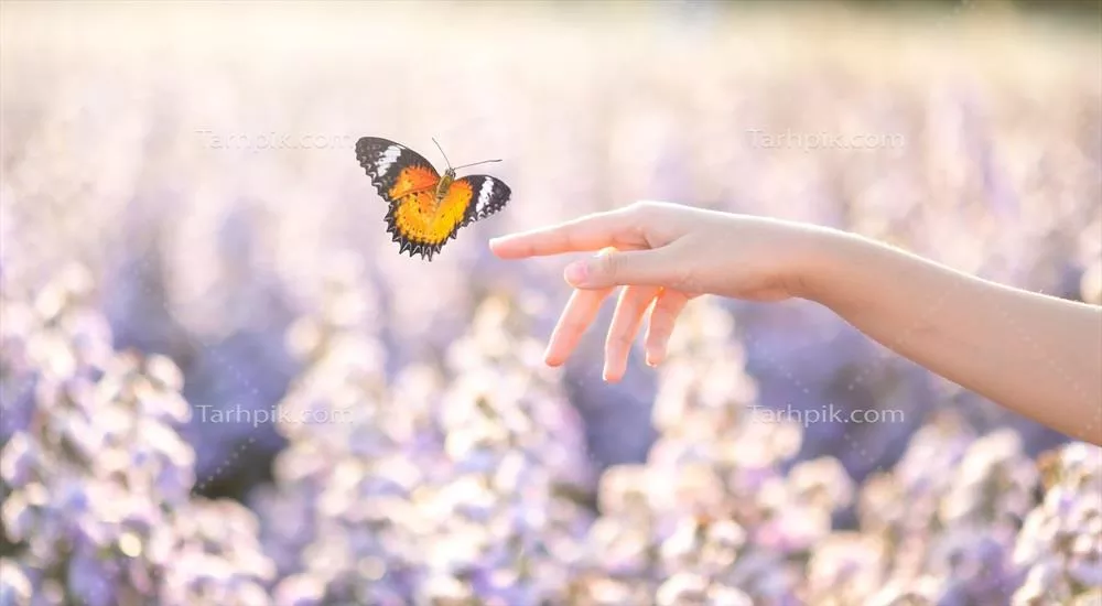 دختری که پروانه‌ای از ظرف طلایی و آبی بیرون می‌آورد: لحظه‌ای خاص