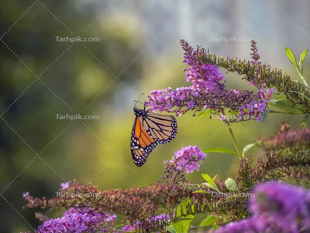 چرخه زندگی پروانه سلطنتی (Danaus plexippus) و زیستگاه های آن